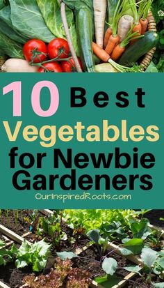 the top 10 best vegetables for newbie gardeners in their garden with text overlay