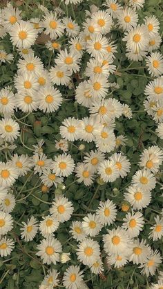 many white daisies are growing in the grass together, with yellow centers on them