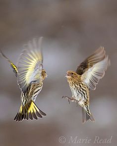 two small birds flying next to each other