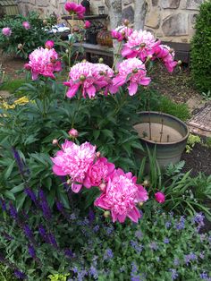 pink flowers are growing in a garden next to a stone wall and potted planter