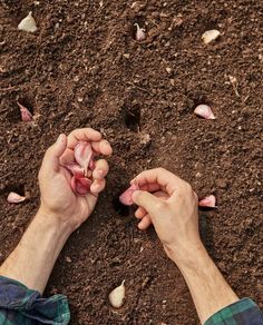 Photo shows hand breaking off garlic cloves and placing into small holes in soil in garden bed for fall vegetable garden planting How To Plant Garlic, Plant Garlic, Planting Garlic, Garlic Seeds