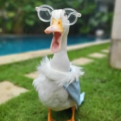 a duck wearing glasses and sitting on the grass