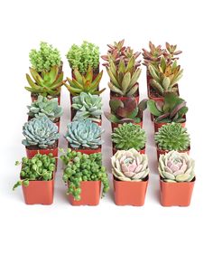 small succulents are arranged in pots on a white surface