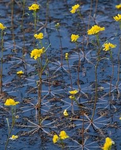 small yellow flowers are growing in the muddy water on a sunny day with no leaves