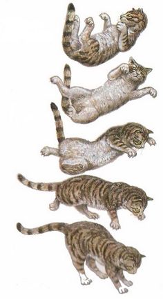 four cats are jumping in the air with their tails spread out and one cat is on its back