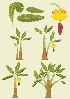 various types of plants and flowers on a white background illustration by person, via art