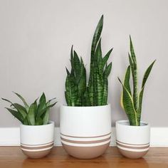 three potted plants sitting on top of a wooden table