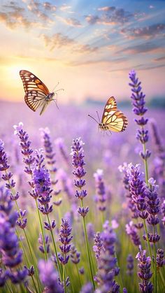 two butterflies flying over lavender flowers at sunset