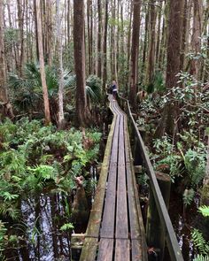 a wooden bridge in the middle of a forest filled with lots of trees and plants