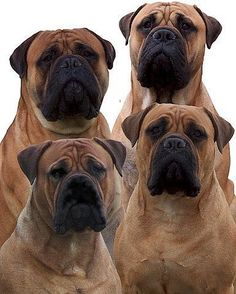 four brown dogs sitting next to each other in front of a white background and one is looking at the camera