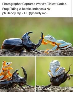 “Animals Doing Things”: 50 Funny And Wholesome Animal Memes And Pics To Make You Smile | Bored Panda Animal Facts, Weird Animals, Animal Jokes, Cute Creatures, Animal Photo