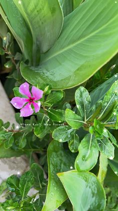 a pink flower with green leaves in the foreground and water droplets on the ground