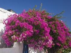 purple flowers growing on the side of a white building