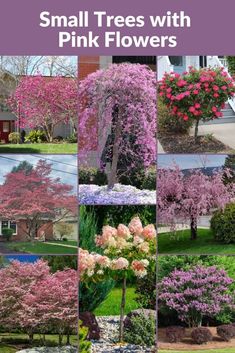 small trees with pink flowers are shown in this collage, and there is an image of