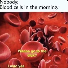 an image of red blood cells with caption that reads nadie celuas de sangre en la manana?