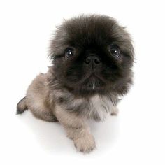 a small black and gray dog sitting on top of a white floor