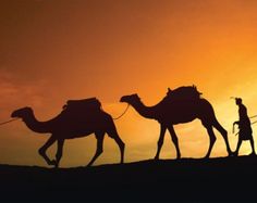 three camels being led across the desert at sunset