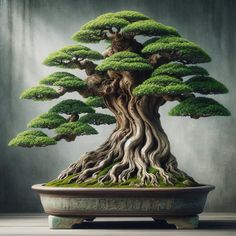 a bonsai tree in a pot with moss growing on the top and bottom branches