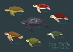 the sea turtle species are depicted in this poster