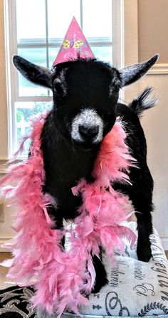 a goat wearing a pink and black birthday hat