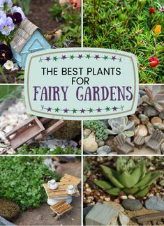 the top 20 plants for a fairy garden