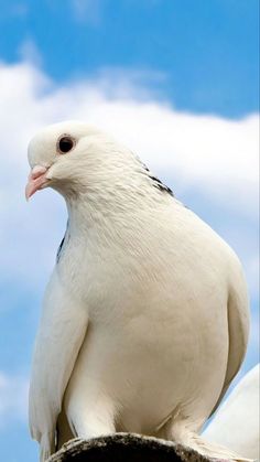 a large white bird sitting on top of a wooden pole under a blue sky with clouds