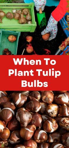 the words when to plant tulip bulbs are overlaid with images of various vegetables