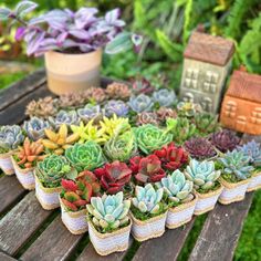 small succulents are arranged in baskets on a wooden table with other plants