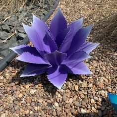 a purple flower sitting on top of a gravel covered ground