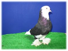 a black and white bird standing on top of green grass next to a blue wall