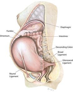 an image of the anatomy of the female urtication and herniated tummy