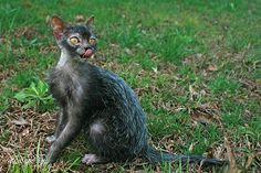 a cat sitting in the grass with its tongue out