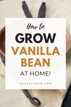 vanilla bean in a bowl with text overlay how to grow vanilla bean at home