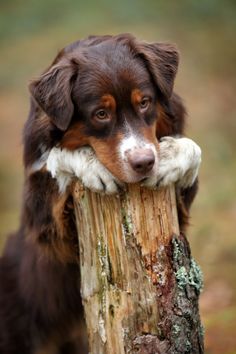 a brown and white dog leaning on top of a tree stump with it's paw in its mouth