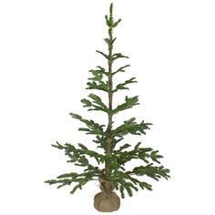 a small pine tree in a bag on a white background