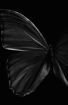 a black and white photo of a butterfly's wing in the dark, with only one wing visible