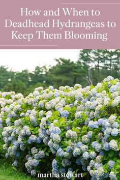 blue and white hydrant growing in the grass with text overlay how and when to deadhead hydrangeas to keep them blooming