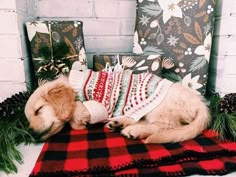 a brown dog laying on top of a red and black blanket covered in christmas sweaters