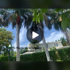 a video screen with palm trees in the foreground and a building in the background