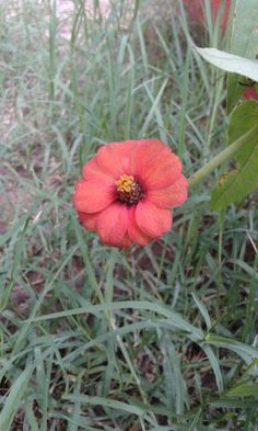 a red flower in the middle of some grass