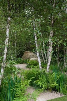 a path in the middle of some trees and grass