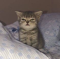 a small kitten sitting on top of a bed