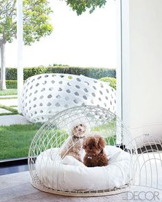 a small dog sitting in a white birdcage