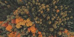 an aerial view of trees with orange and yellow leaves