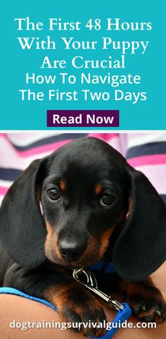 a black and brown dachshund puppy laying on its owner's lap with the words, the first 48 hours with your puppy are crucplay how to navigate the first two days read now