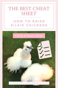 a chicken with the words how to raise silk chickens on it's back legs