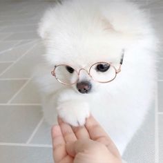 a small white dog wearing glasses while being petted by someone's hand on the floor