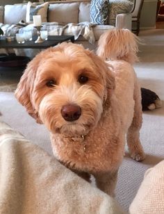 a brown dog standing on top of a carpeted floor