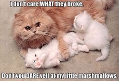 an orange cat laying on top of two white kittens and the caption says, i don't care what they broke