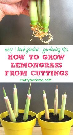 how to grow lemongrass from cuttings in small yellow pots with text overlay